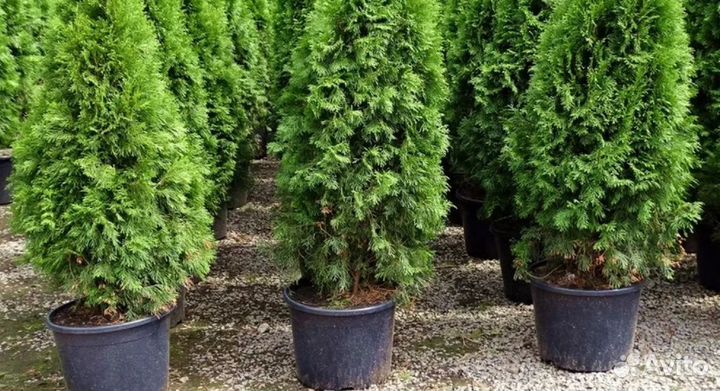 Туя Смарагд