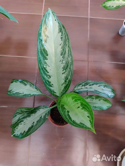 Аглонема Сильвер Бей