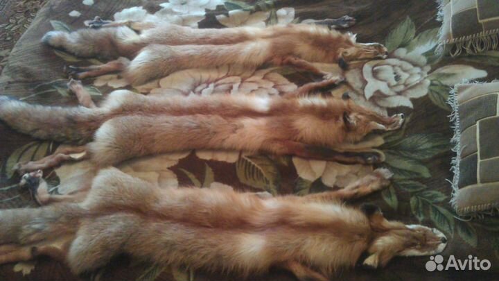 Шкуры лисы