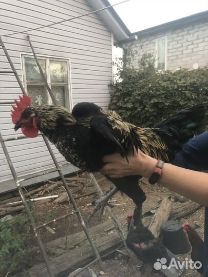 Молодые петухи