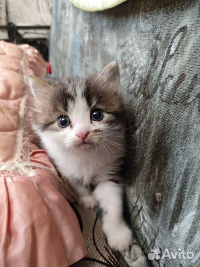 Котенок полукровка