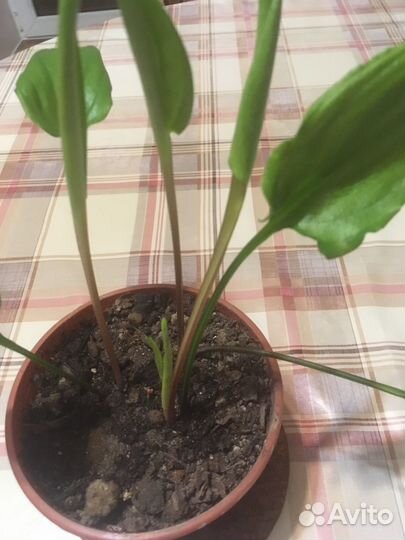 Комнатное растение в горшочке