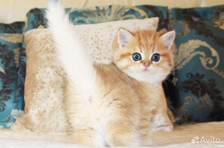 Котята золотая шиншилла