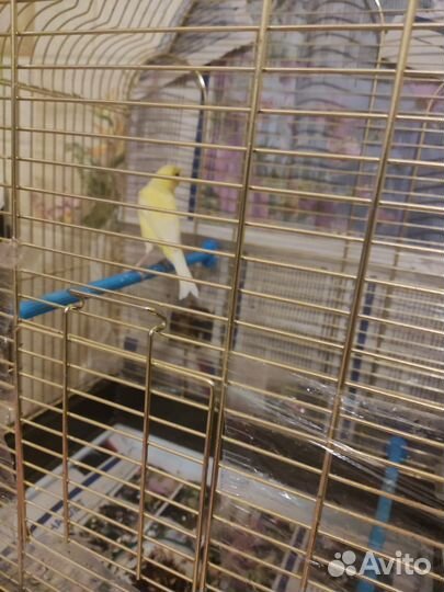 Канарейки овсяночного напева