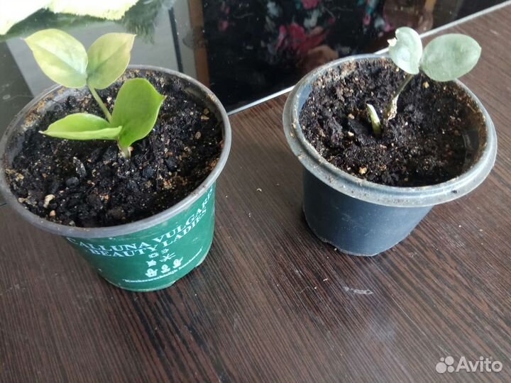 Крассула толстянка, замиокулькас