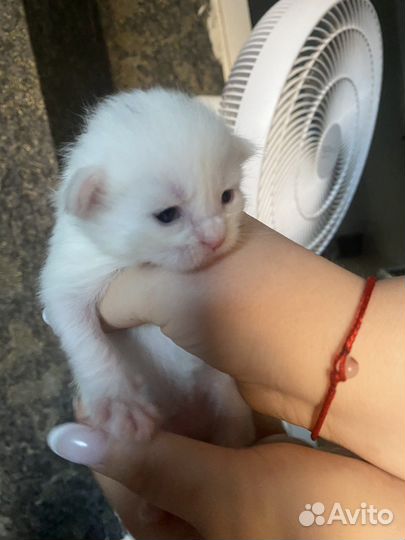 Котята мейн-кун