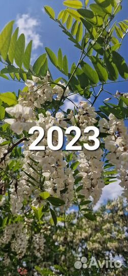 Мед Белой акации и майский свежайший