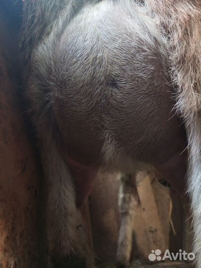 Дойные нубийские козы