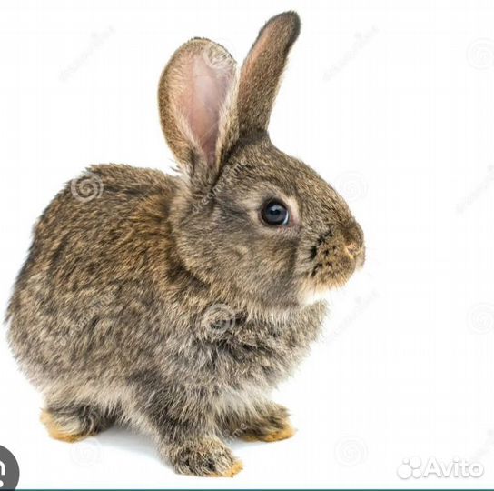 Кролик