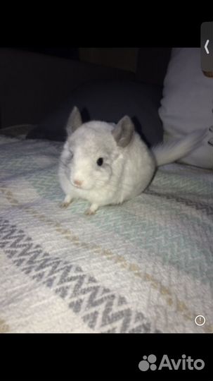 Шиншилла девочка