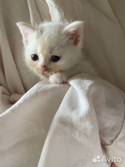 Котята исключительно в добрые руки