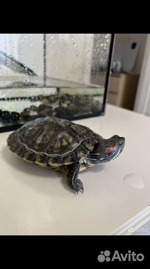 Красноухая черепаха