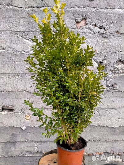 Цветы для дома и сада