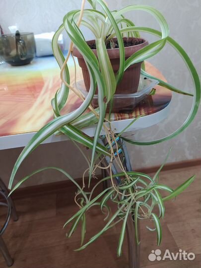 Папоротник комнатный. И хлорофитум кудрявый