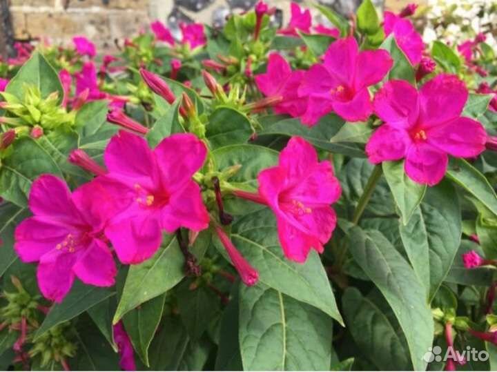 Мирабилис семена