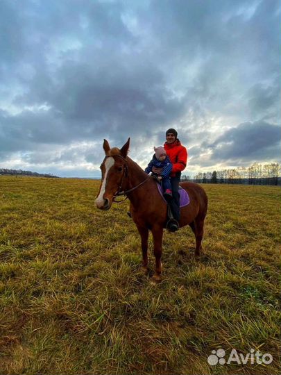 Прокат лошадей, экскурсии на конюшню, фотосессии