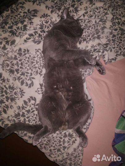 Коты для вязки