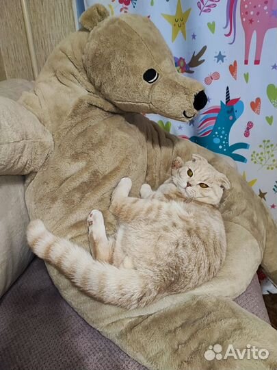 Шотландский вислоухий кот вязка