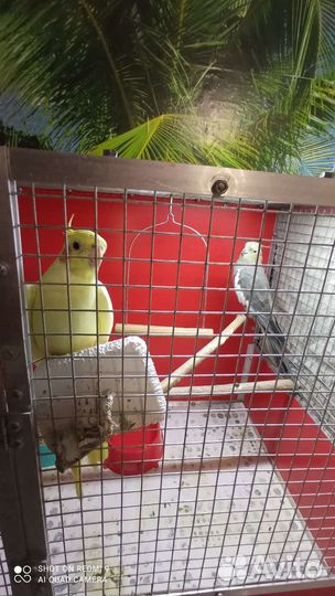 Попугаи- корелла