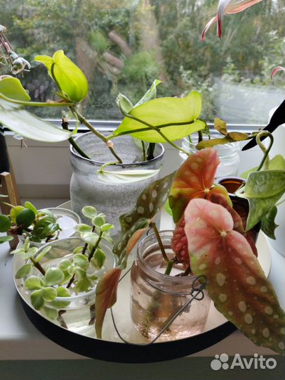 Комнатные растения, ростки