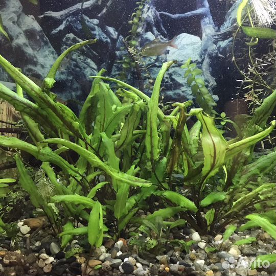 Криптокорина Вендта