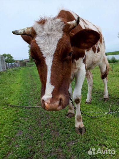 Продам телку на племя