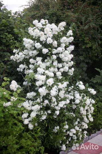 Жасмин чебушник махровый