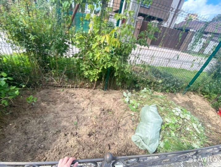 Рулонный газон для небольшого участка