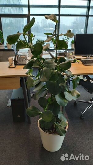 Бегония. Клузия. Монстера