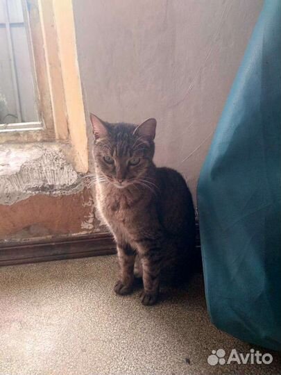 Кармический котик Плюх