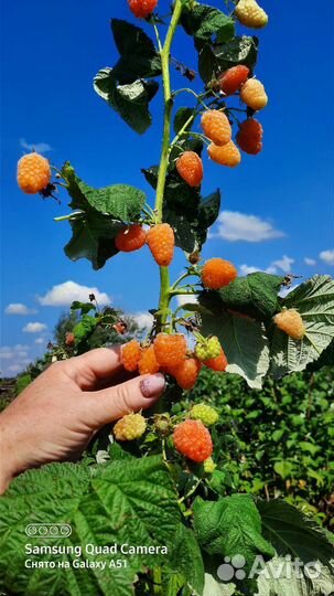 Ремонтантная малина Оранжевое Чудо. Геракл