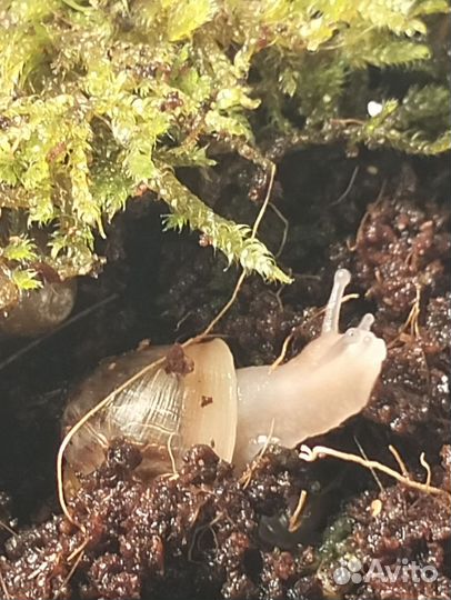 Улитки ахатин