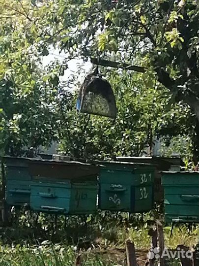 Продам пчелосемьи с ульями