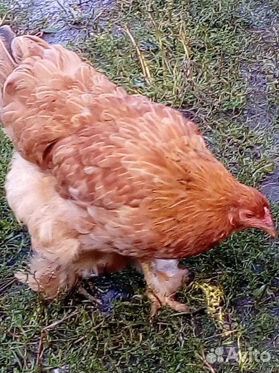 Инкубационное яйцо