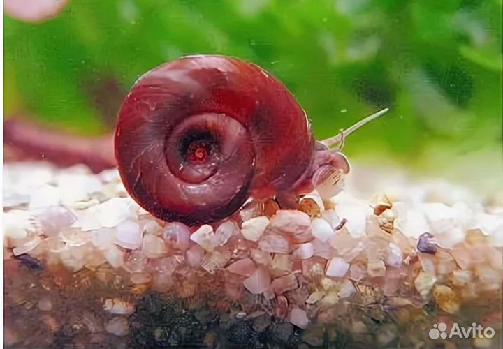 Красные роговые катушки-улитки