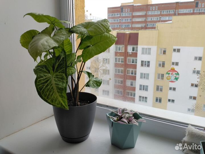 Сингониумы в горшках