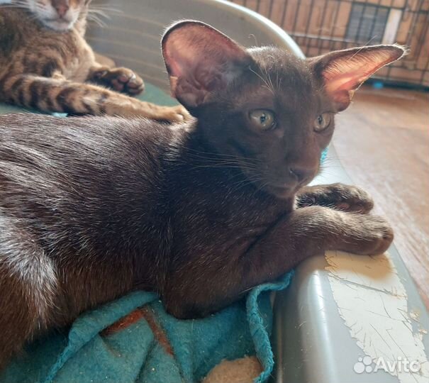 Ориентальные котята