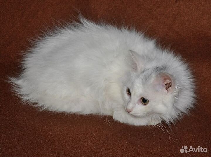 Отдам кота в добрые руки