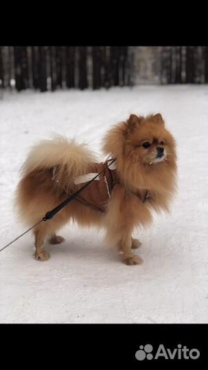 Передержка животных