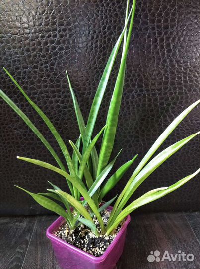 Сансевиерия Парва