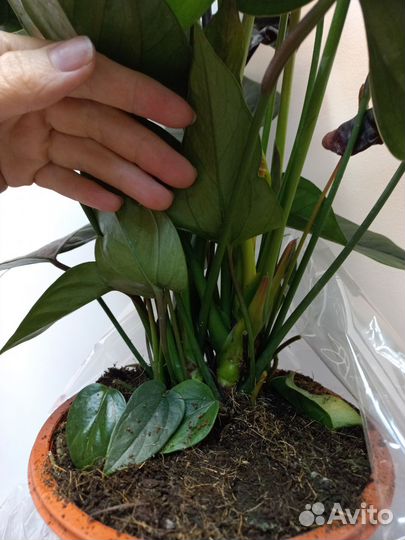 Антуриум джамбо блэк