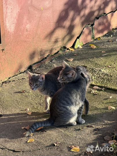 Котята в добрые руки
