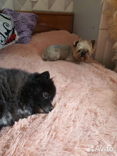 Передержка кошек, собак грызунов, птиц и др. жив-х