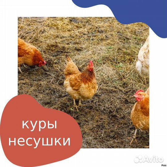 Куры несушки ломан браун