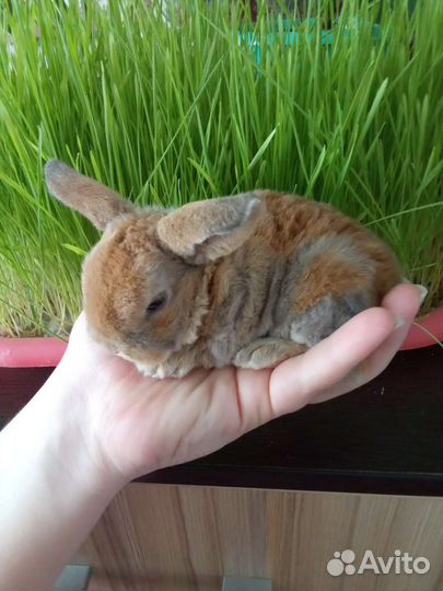 Декоративные карликовые крольчата