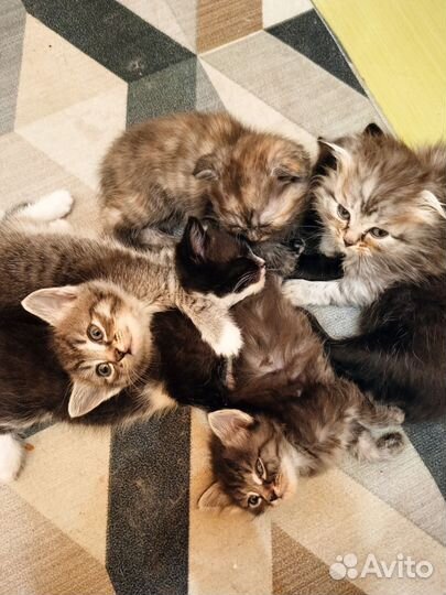 Шотландский вислоухий мальчик