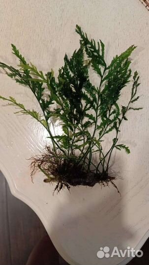 Аквариумные растения