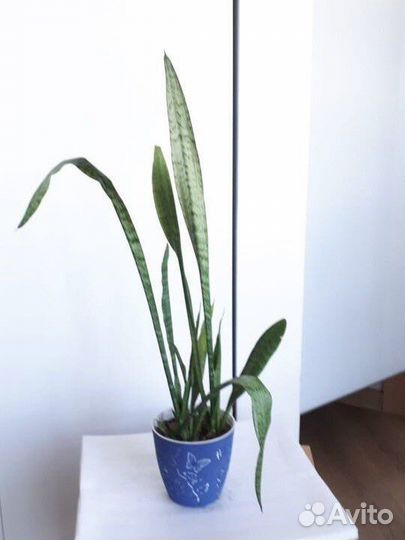 Замиокулькас, фикус, щучий хвост, сансевиерия