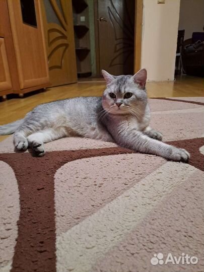 Британский кот