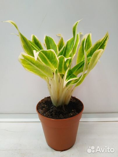 Аглаонема Липстик Грин